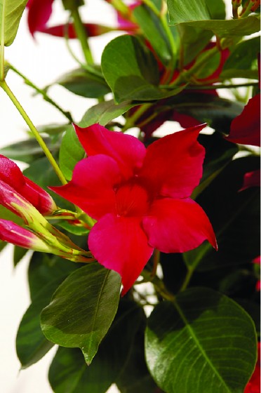 Mandevilla 'Sun Parasol Crimson'