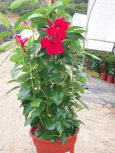 Mandevilla 'Sun Parasol Giant Crimson'