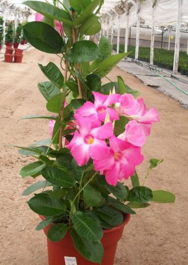 Mandevilla 'Sun Parasol Giant Pink'