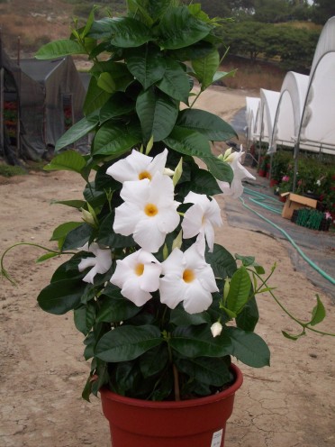 Mandevilla 'Sun Parasol Giant White'