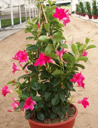 Mandevilla 'Sun Parasol Pink'