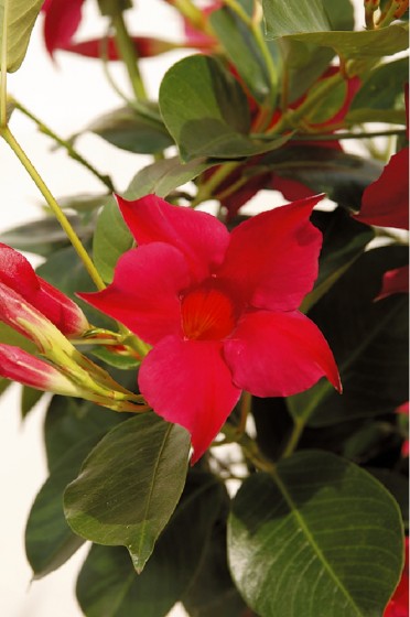 Mandevilla 'Sun Parasol Pretty Crimson'