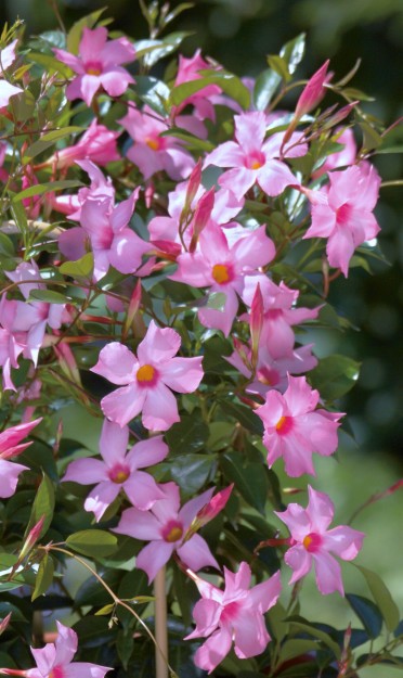 Mandevilla 'Sun Parasol Pretty Pink'