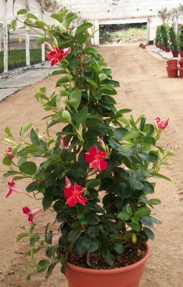 Mandevilla 'Sun Parasol Stars & Stripes'