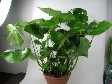 Philodendron monstera 'Split Leaf'