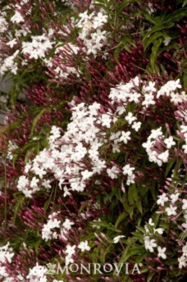 Pink Jasmine