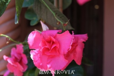 Pink Parfait(R) Mandevilla