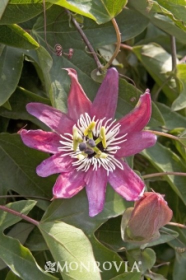 Purple Passion Flower