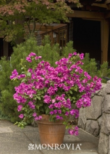 Purple Queen® Bougainvillea