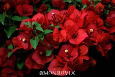 Scarlett O'Hara Bougainvillea