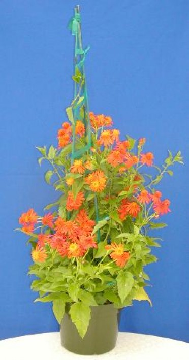 Senecio confusus 'Mexican Flame Vine'