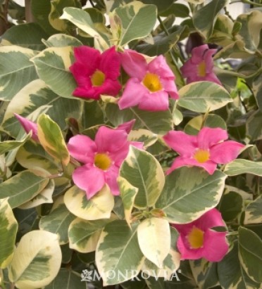 Strawberry Lemonade® Mandevilla