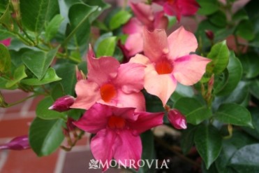 Sun Parasol(R) Burgundy Mandevilla