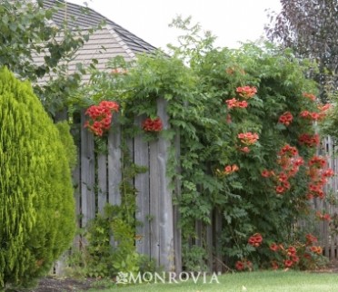 Trumpet Creeper