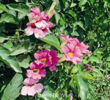 Trumpet Vine Royal