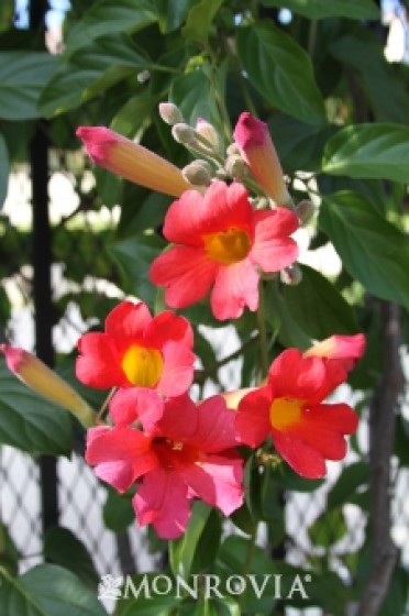 Trumpet Vine Scarlet