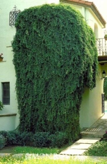 Trumpet Vine Yellow