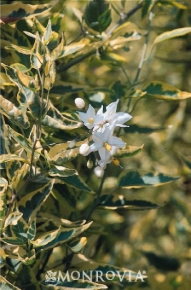 Variegated Potato Vine