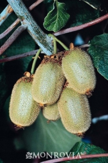 Vincent Kiwi Vine