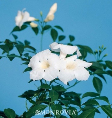 White Bower Vine