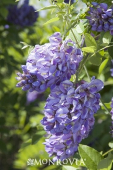 Wisteria 'Amethyst Falls American'