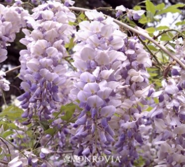 Wisteria 'Aunt Dee Kentucky'