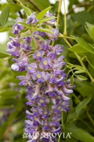 Wisteria 'Blue Moon Kentucky'