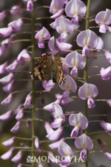 Wisteria 'Pink Japanese' 