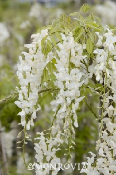 Wisteria 'White Japanese'