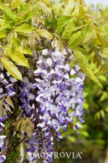 Wisteria Chinese 