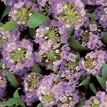 Alyssum 'Easter Bonnet Lavender'