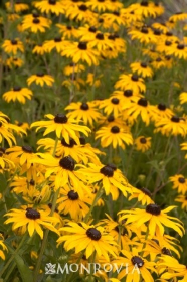 Black Eyed Susan 'Goldsturm'