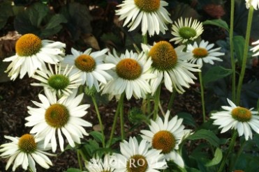 Coneflower 'Fragrant Angel'