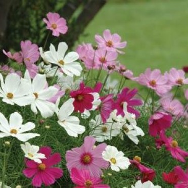 Cosmos 'Sonata Mix'