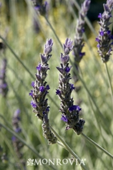 Goodwin Creek Gray Lavender