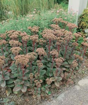 Sedum telephium 'Matrona'