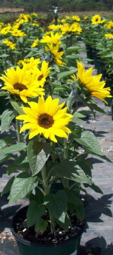 Sunflower 'Choco Sun'