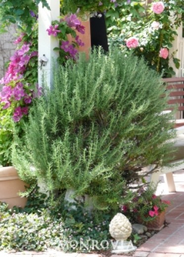 Tuscan Blue Rosemary