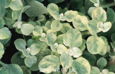 Variegated Licorice Plant