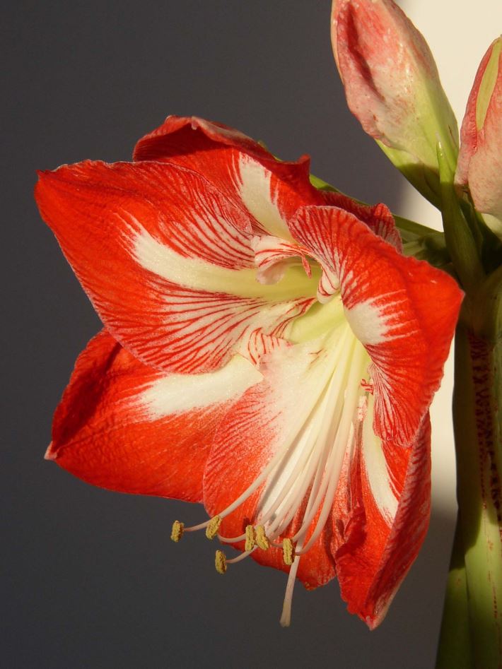 Red and white flowers