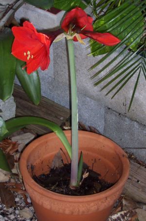 Red flowers