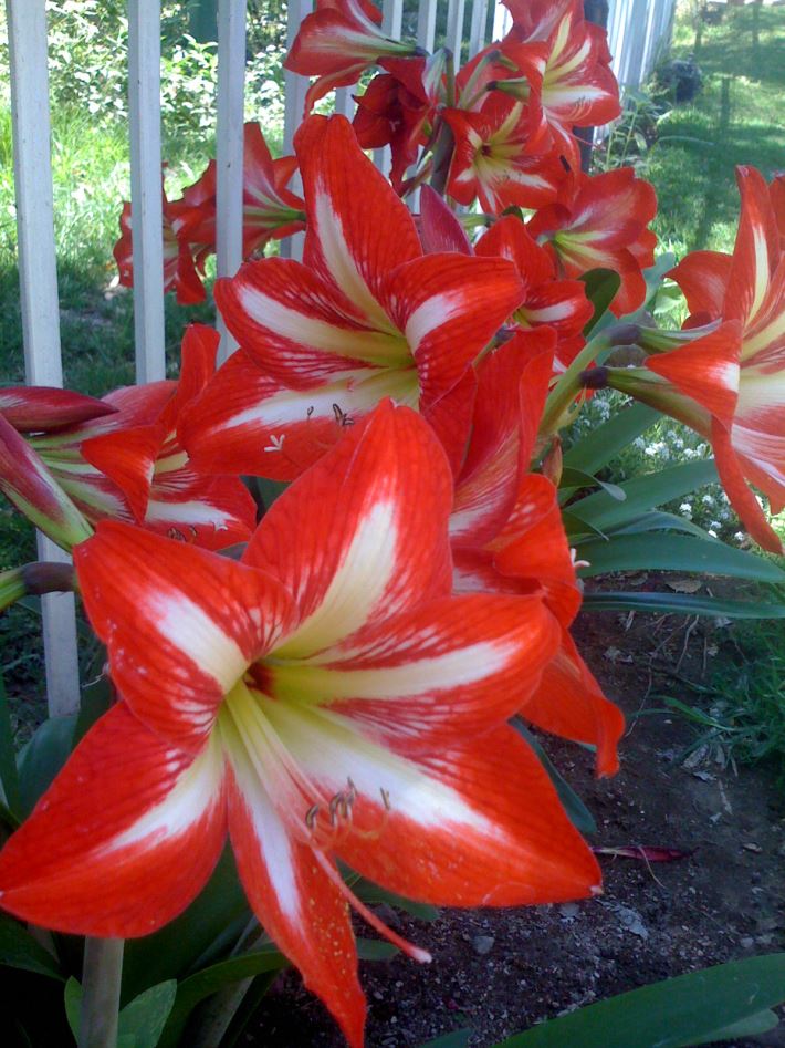 red and white flowers grown outdoors
