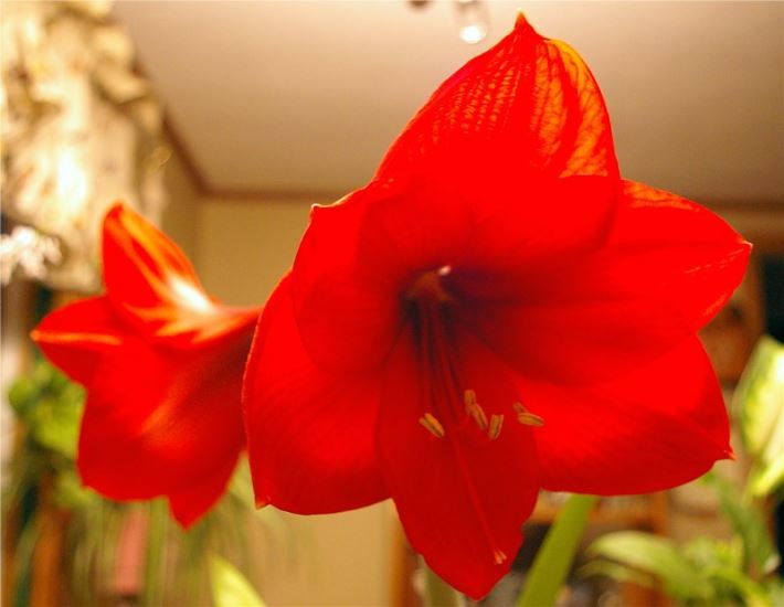 Red flowers