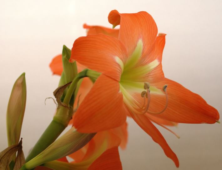 Orange amaryllis