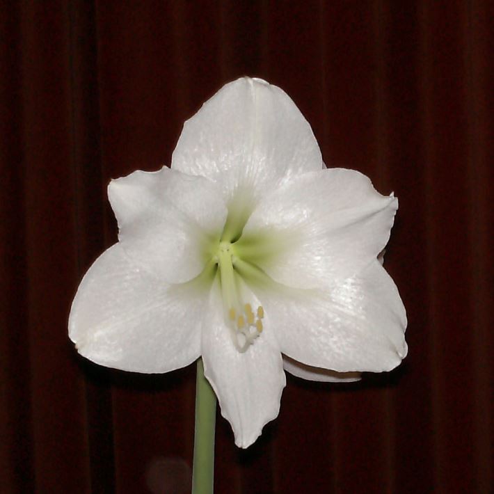 white flower