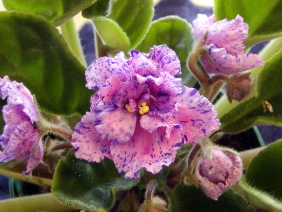 Pink and blue flowers