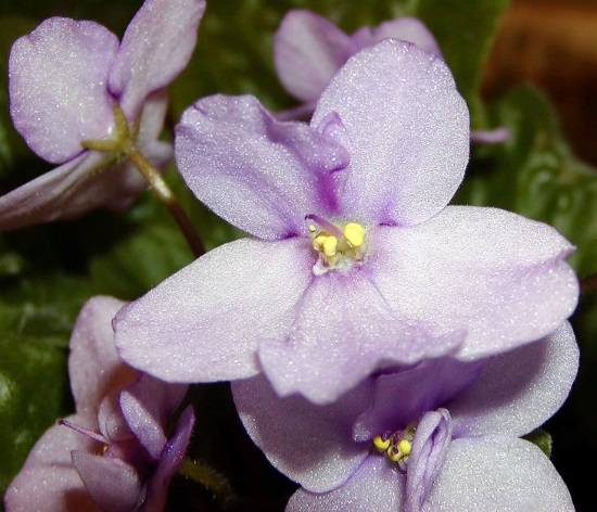 Light purple flowers