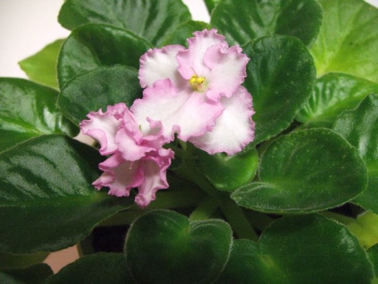 White flowers with pink edges