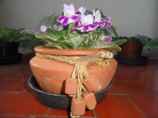 Potted with purple stripes