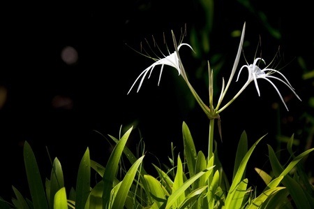 Picture of beach spider lily